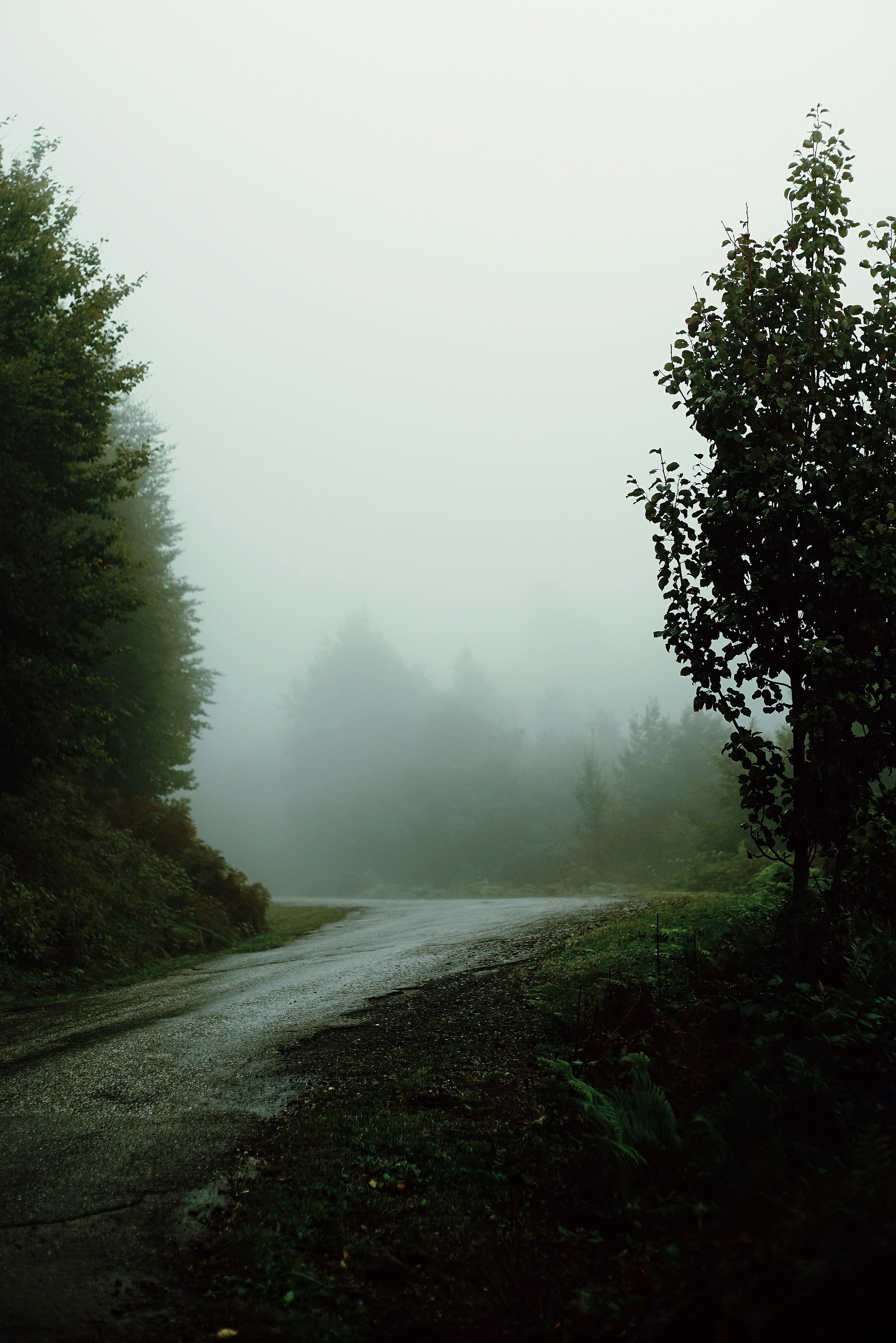 foggy street with trees on sides